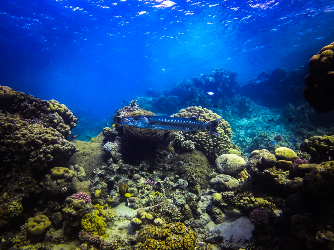 DIVE SITES IN AQABA