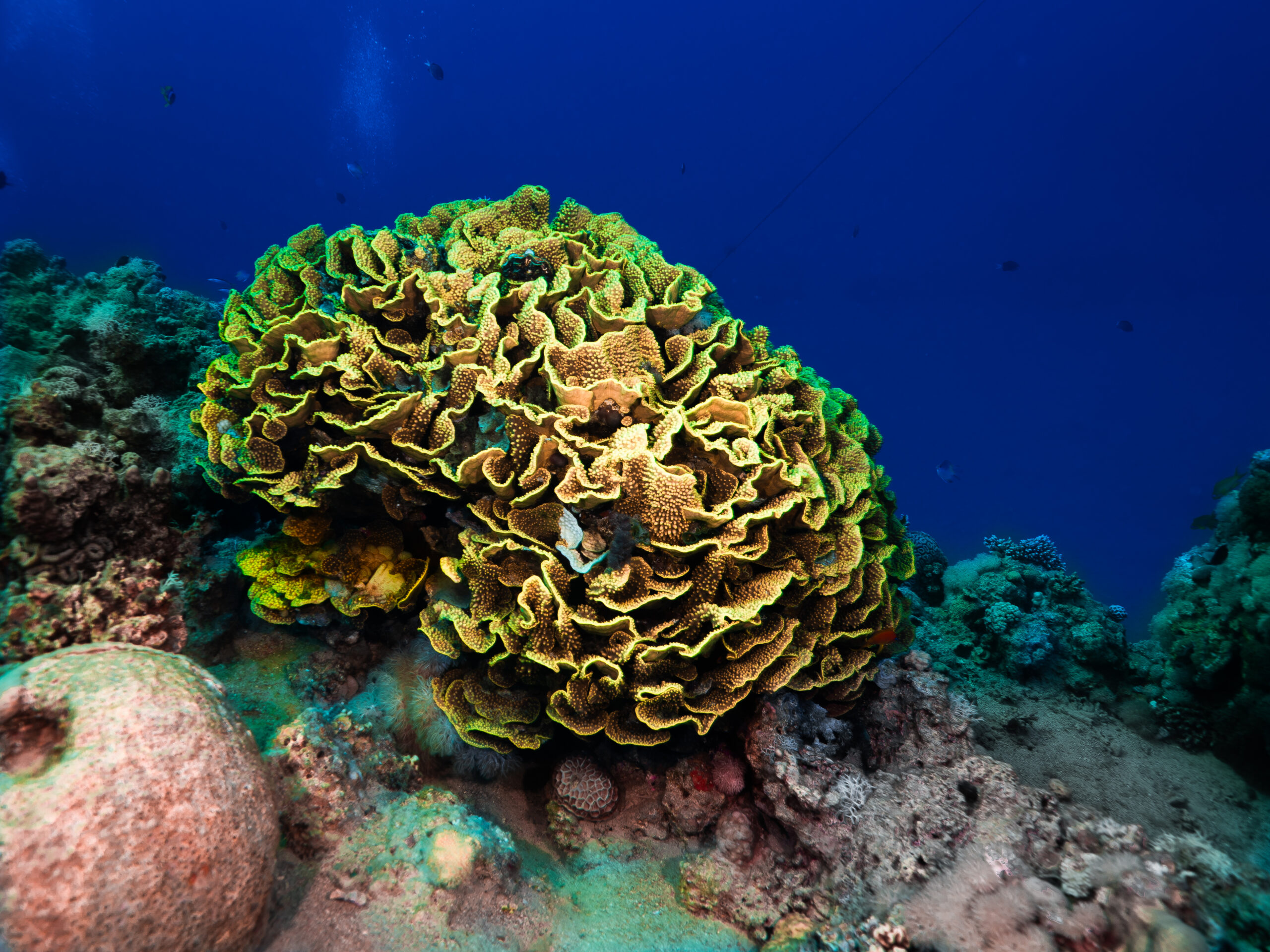 Japanese Garden Dive Site Aqaba